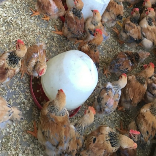 绵阳 K9麻黄鸡苗