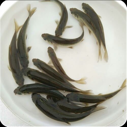 安顺青鱼苗 青鱼，优良品种，长势快，抗病毒，成活率高，售后技术指导？