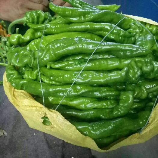 青州市辣椒王 龙椒