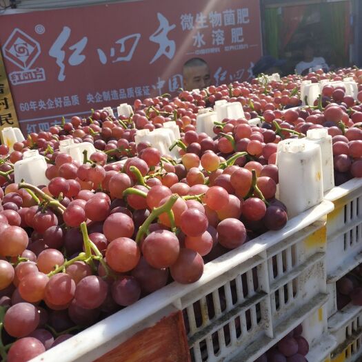 临朐县万亩葡萄基地直供超甜巨峰葡萄大量供应
