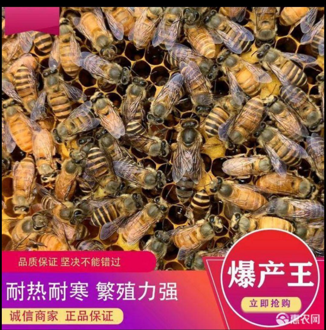 中华蜜蜂  中蜂优质蜂种土蜂