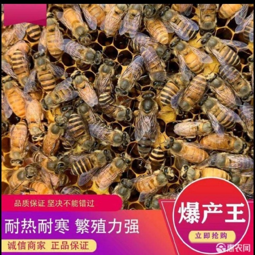 北流市中华蜜蜂  中蜂优质蜂种土蜂