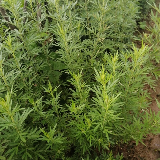 吴川市艾绒 农村宝物的艾叶，欢迎各大批发商来选购