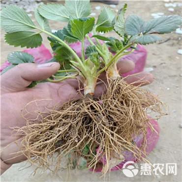 妙香7号草莓苗  
个大味甜草莓苗 脱毒草莓苗48小