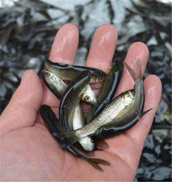 草鱼苗  草鱼，鲤魚，鲫魚青鱼等各种鱼苗。