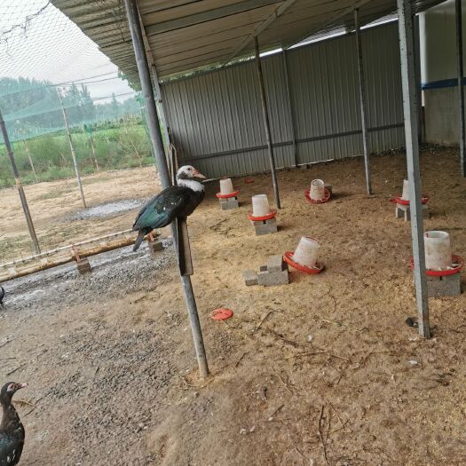 新河县半番鸭  番鸭，150天母5.5斤公8斤生态养殖杜绝饲料，
