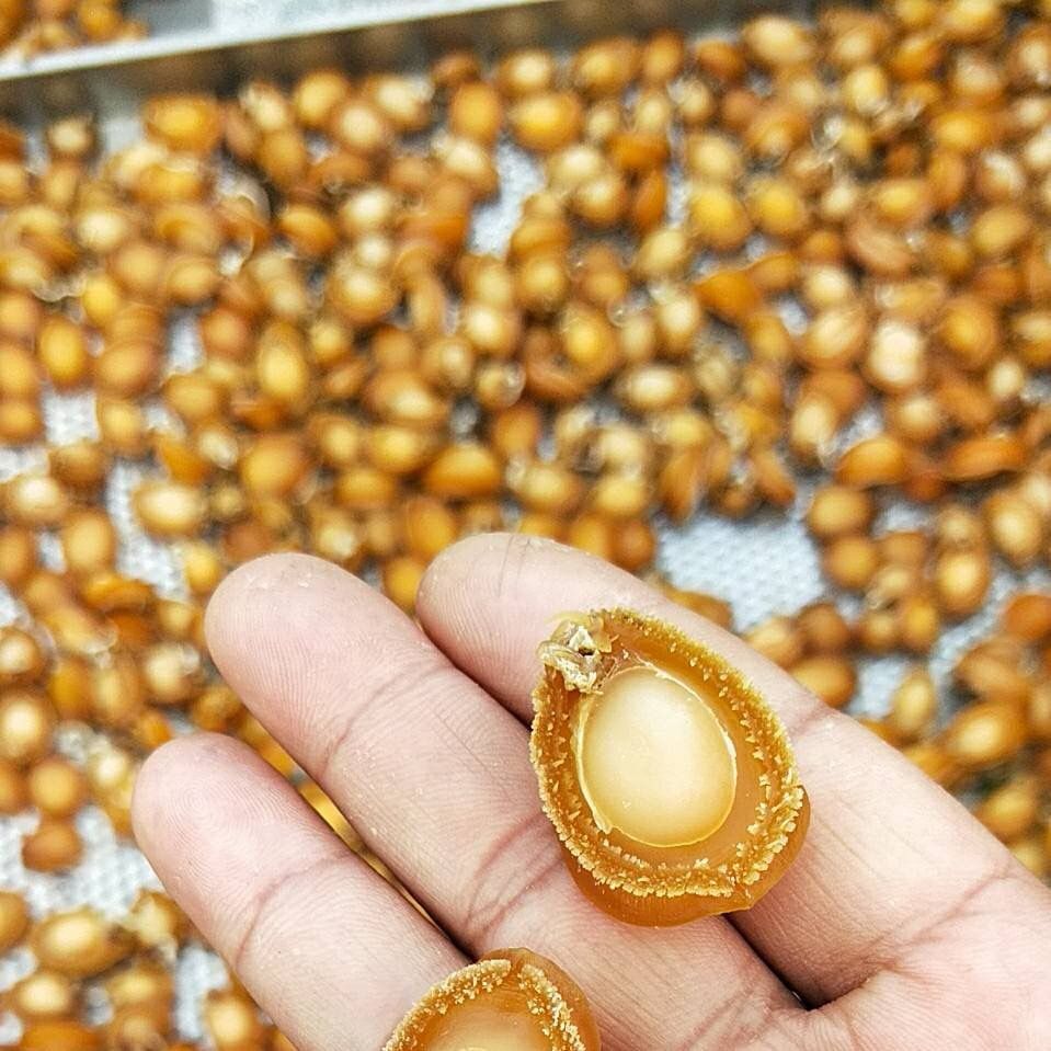 鲍鱼干 鲍鱼  海鲜干货 海产干货  水产干货 佛跳墙食材