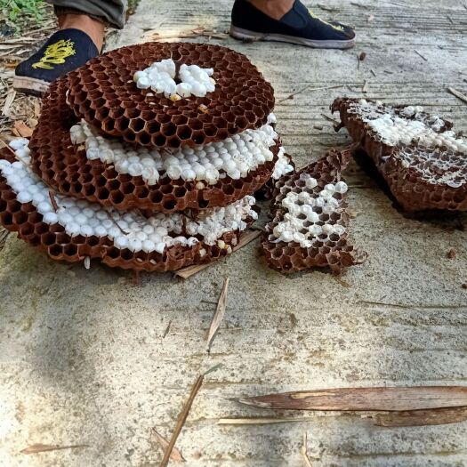 泸县黄金虎头蜂 长年在外找蜂挖蜂 零售批发
