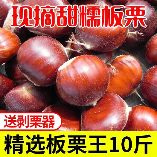 长沙丹东板栗 6-12个月 