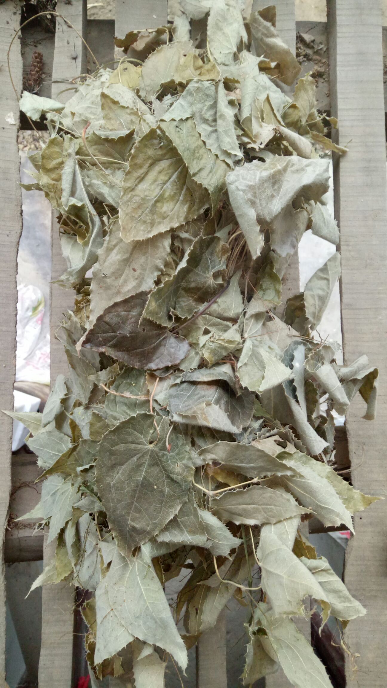 短角淫羊藿  精品淫羊藿干货出售   需要的赶紧下单好货不等