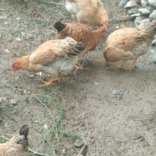 木垒县 农家土鸡