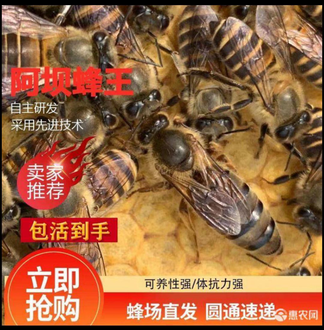 中华蜜蜂  中蜂优质蜂种土蜂