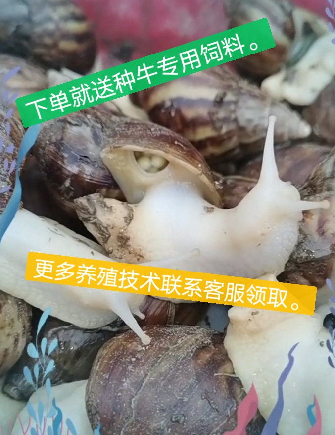 东海县怀孕白玉蜗牛临产种蜗牛,送养殖资料养殖孵化技术,养殖场直供