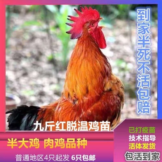 福州红公鸡苗  九斤红鸡苗