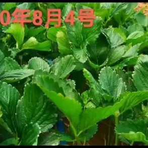 平度市甜宝草莓苗，红颜草莓苗出苗中，需要栽植的农户老板合作，上车价