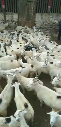忻州绒山羊，散养绒山羊，产绒量高肉质鲜美，出肉率高