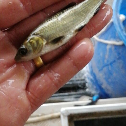 临沧青鱼苗 青鱼，草青，螺丝青，品种好，好喂养，抗病力强，技术指
