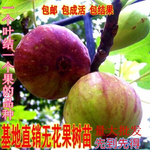 平邑县波姬红无花果苗  无花果树苗波姬红紫果等品种苗，当年结果，基地直销，真品包邮