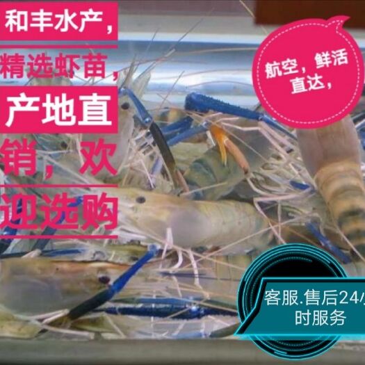 广州罗氏虾，大头虾，，泰国罗氏沼虾苗，罗氏虾苗