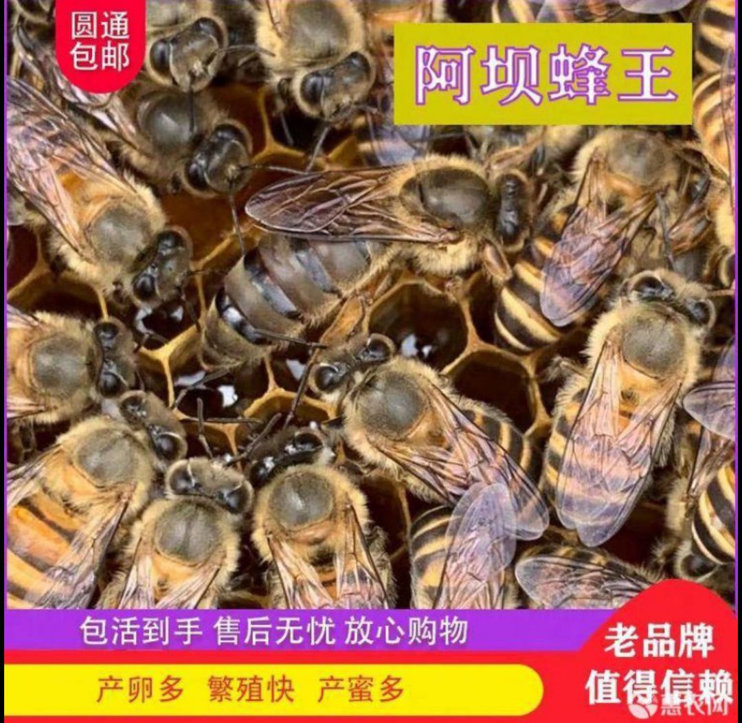 中华蜜蜂  中蜂优质蜂种土蜂