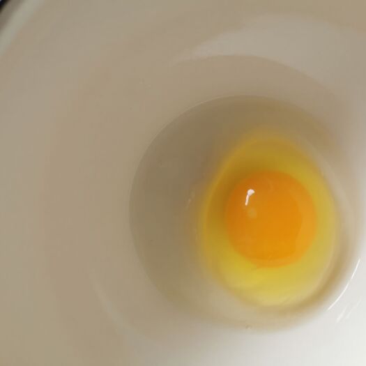 陆丰市 本地  新鲜鸡蛋