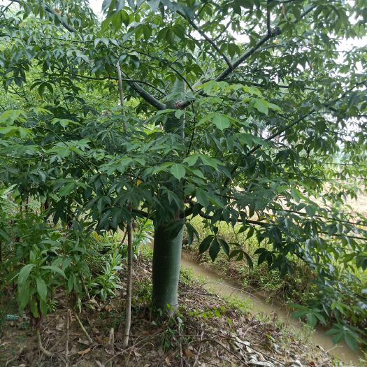 广州大腹木棉，25～32公分。地苗