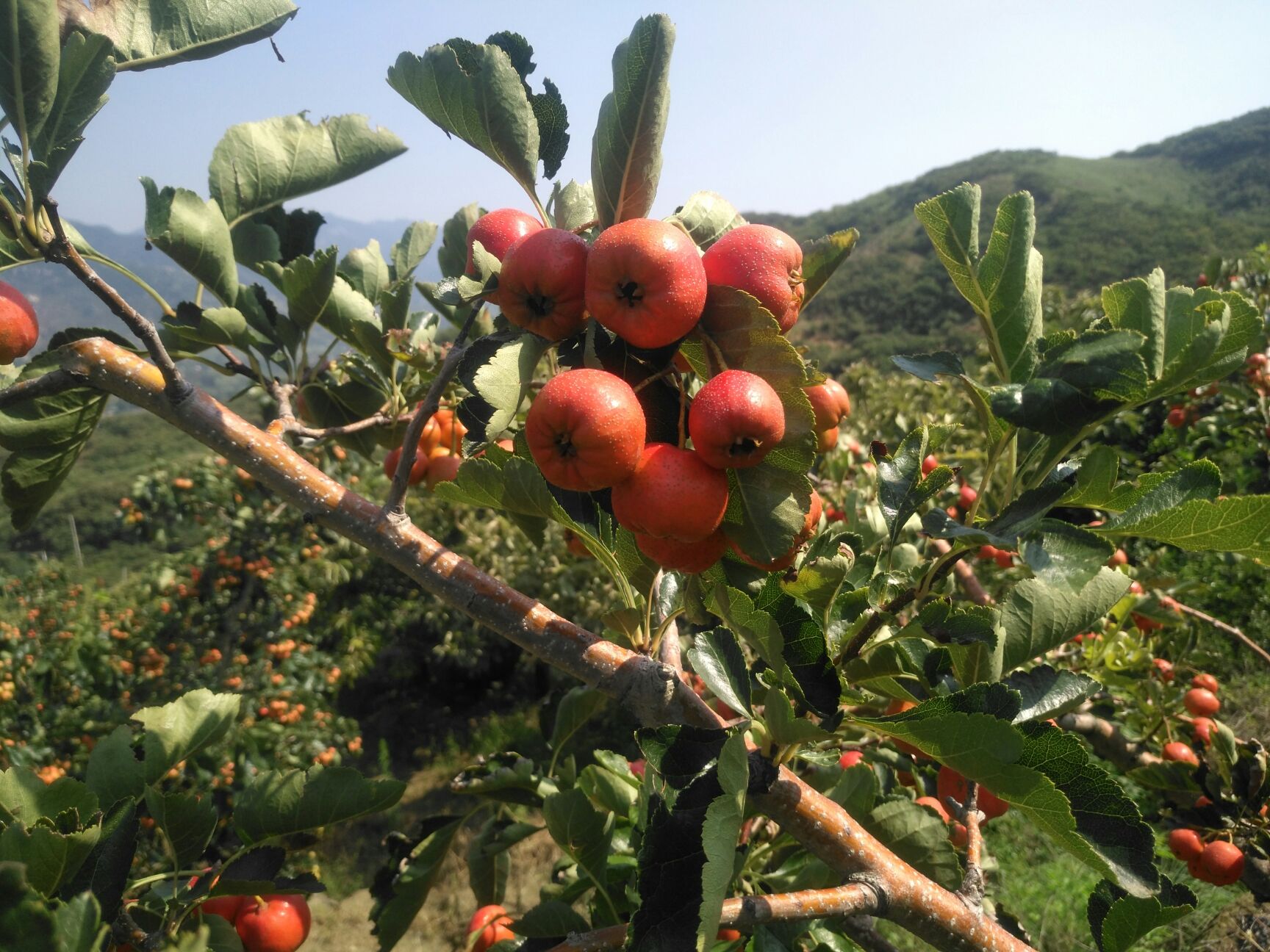 大绵球山楂  棉球