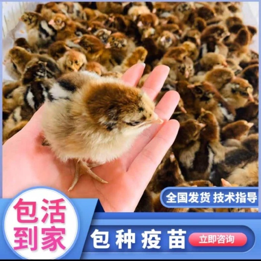福州土鸡苗 统货