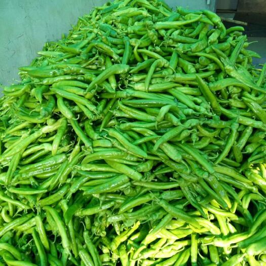 青州市喜洋洋辣椒 尖椒