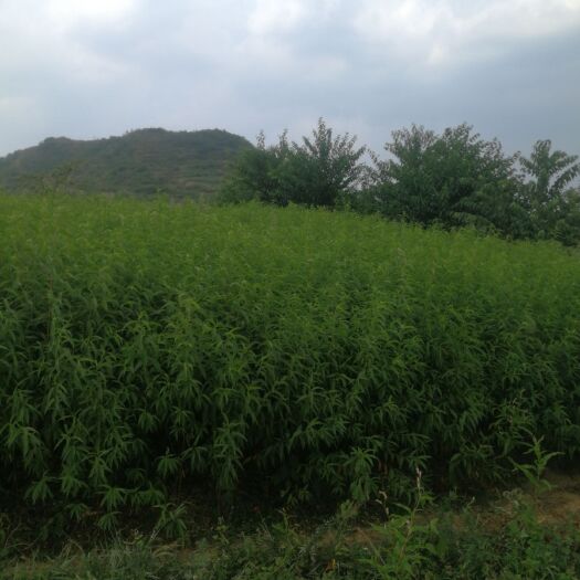 大方县黑油皇后桃树苗 直生苗1-3年的都有