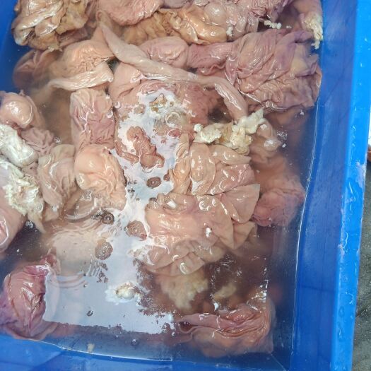 广州牛下水  现货，散单，肠头，蜂窝，天天新鲜