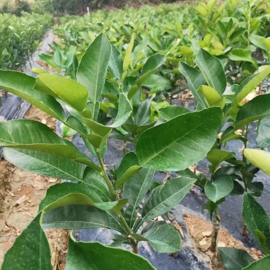 阳朔县三红蜜柚苗  三红，泰国红宝石青柚，苗场直销，无中间差价
