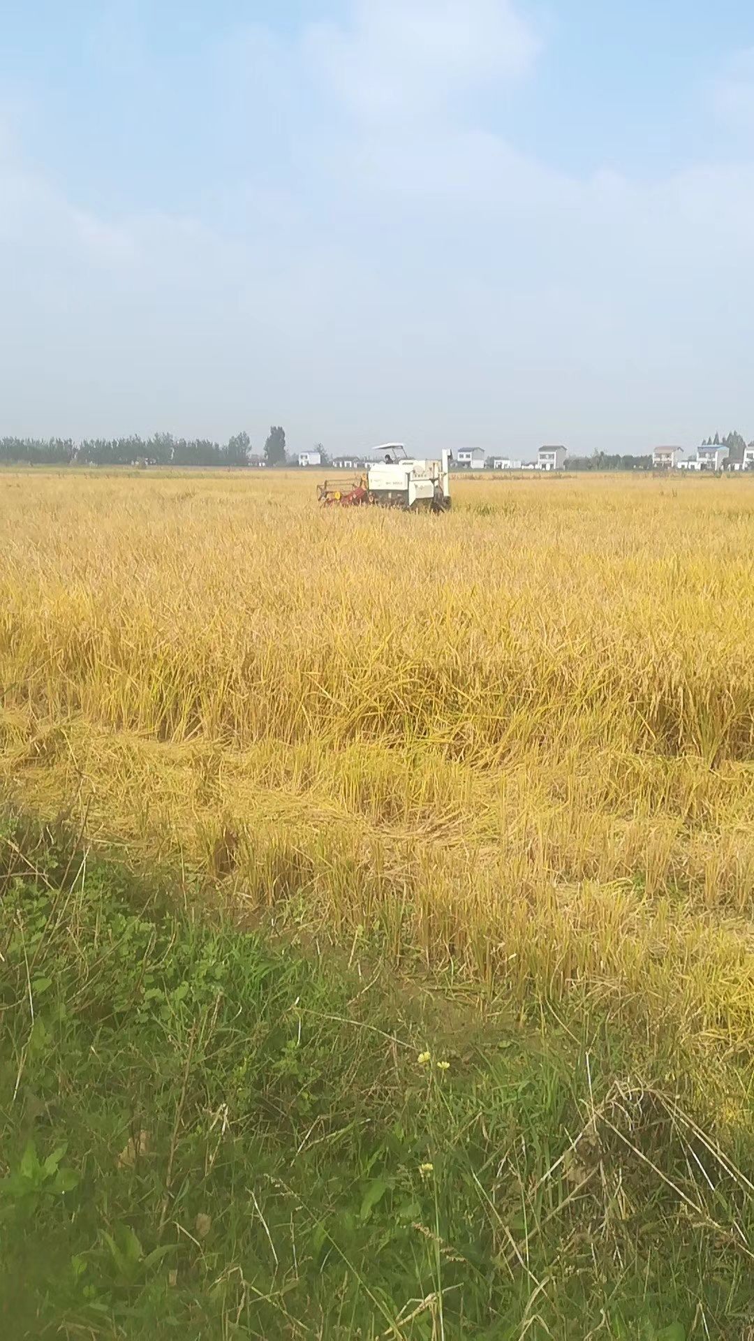 富硒大米和精制稻虾田大米