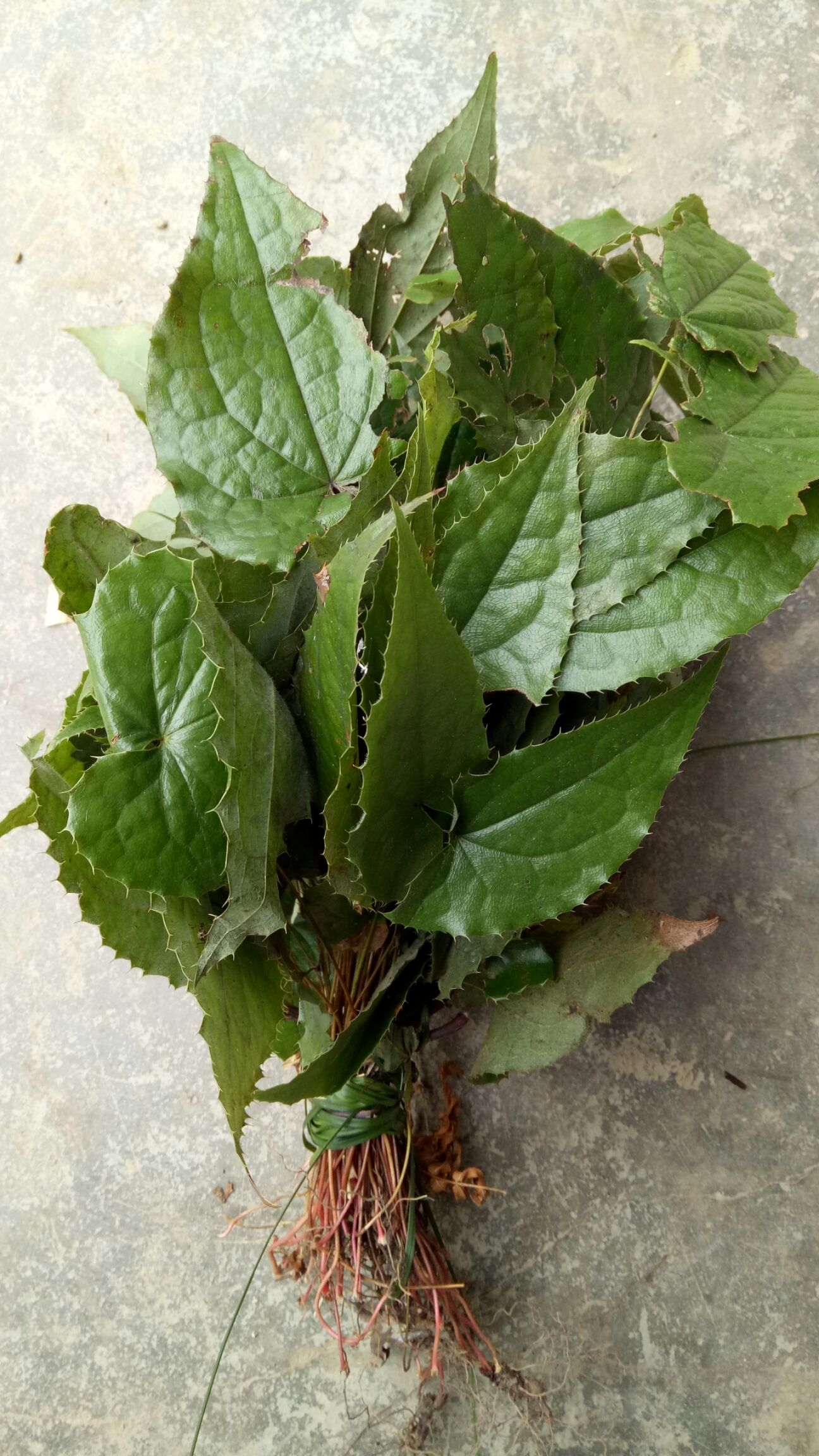 短角淫羊藿  精品淫羊藿干货出售   需要的赶紧下单好货不等