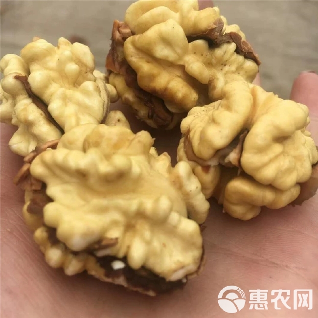 鲜核桃 山里核桃，脆皮核桃，大量代收