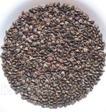 达茂旗甜荞