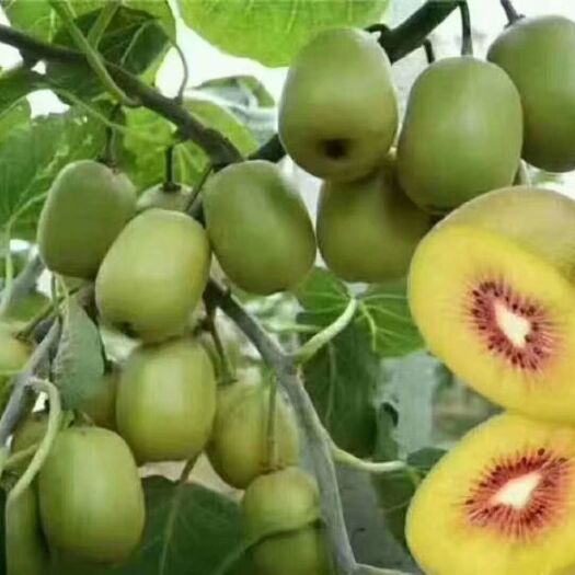 四川红心猕猴桃原产地阳光有机果果园现摘现发新鲜果