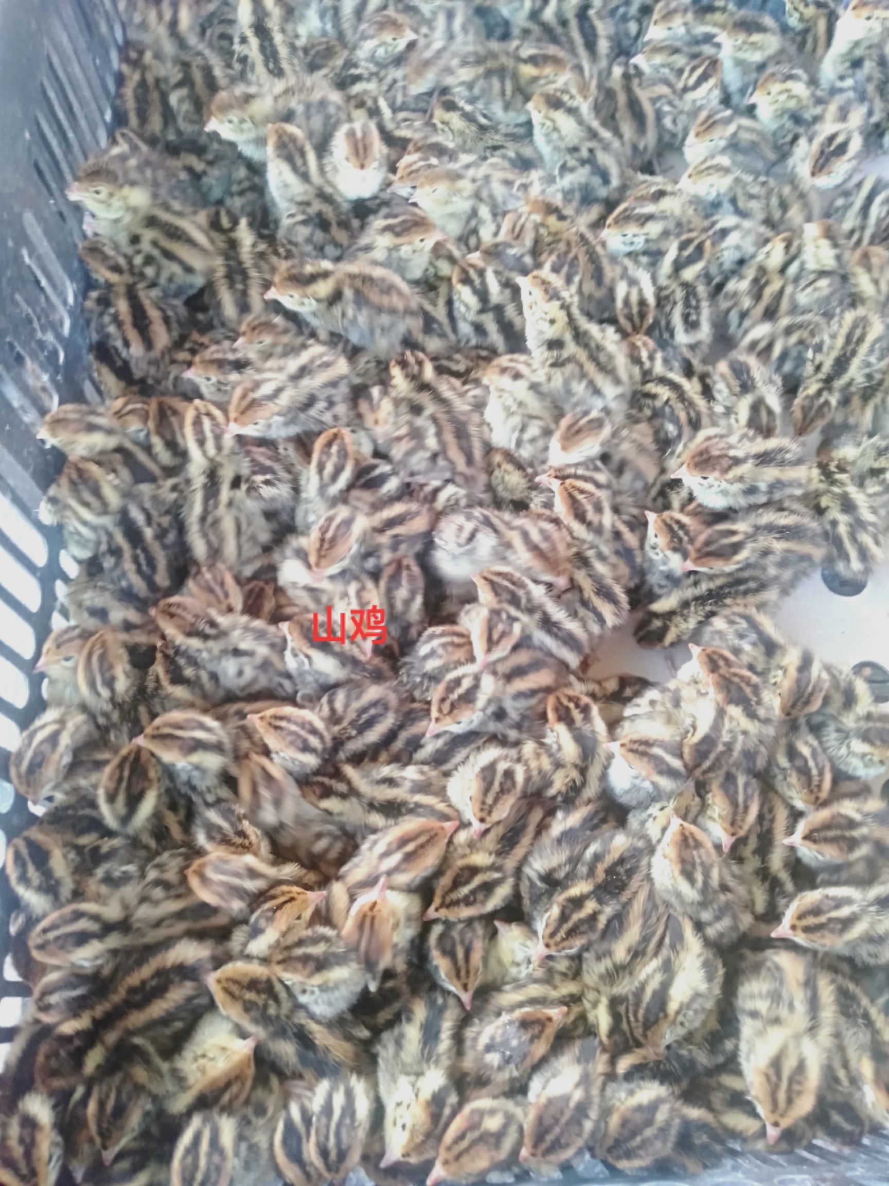 火鸡苗  贝帝那火鸡好养殖易管理 食量杂 肉质鲜美有黑凤之美誉