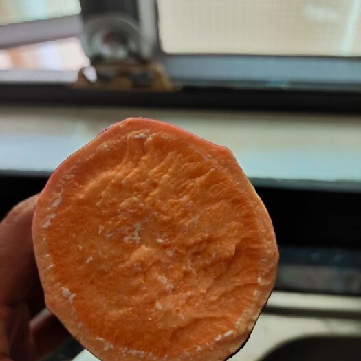 吴川市常年供应西瓜红，一点冰淇淋，桂京8号电商薯