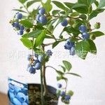 莒南县莱克西蓝莓苗