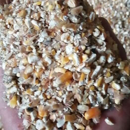 辛集市次小麦 大量求购霉变玉米，小麦，等外粮，只要是破粮就要