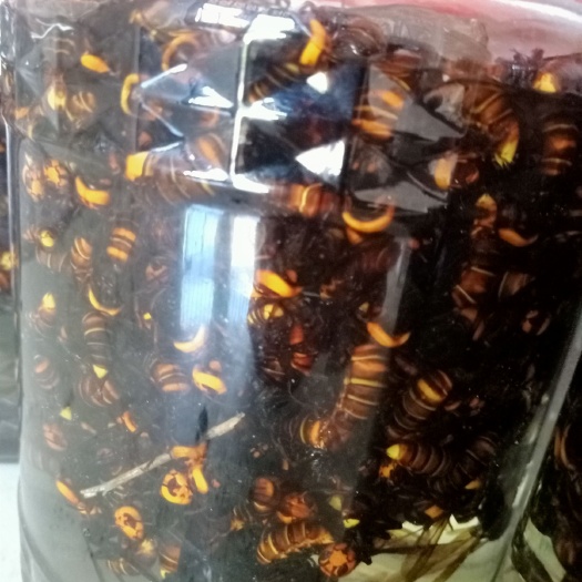 泸县胡蜂  黄金虎头蜂 金环虎头蜂老蜂。长期有货。提前联系