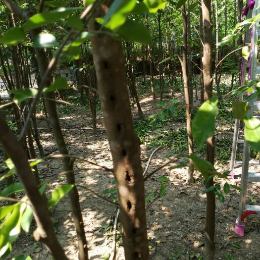 广州奇楠沉香树  棋楠沉香木嫁接树2年生长树，2米