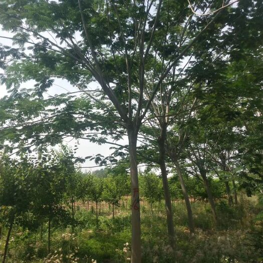 邳州市大叶合欢  云顶园林供应合欢树12公分14公分15公分16公分18公分
