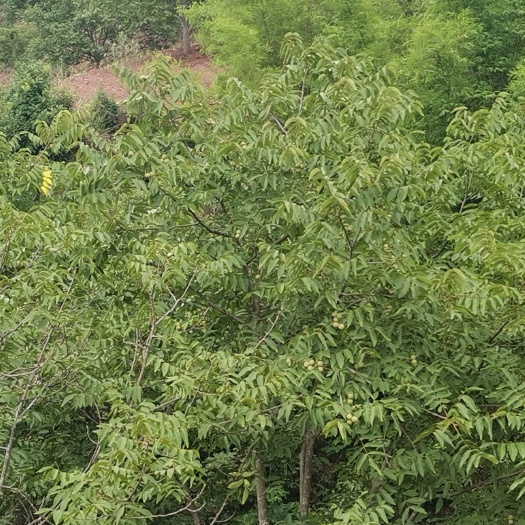 漾濞县 大山泡核桃供应