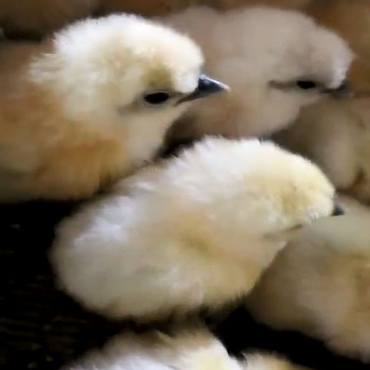 乌鸡苗  大种竹丝鸡混合苗