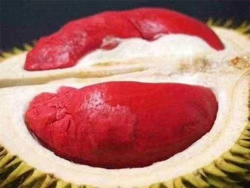 灵山县 马来西亚红肉红榴莲苗。