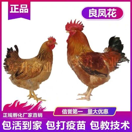 福州正宗良凤花鸡苗