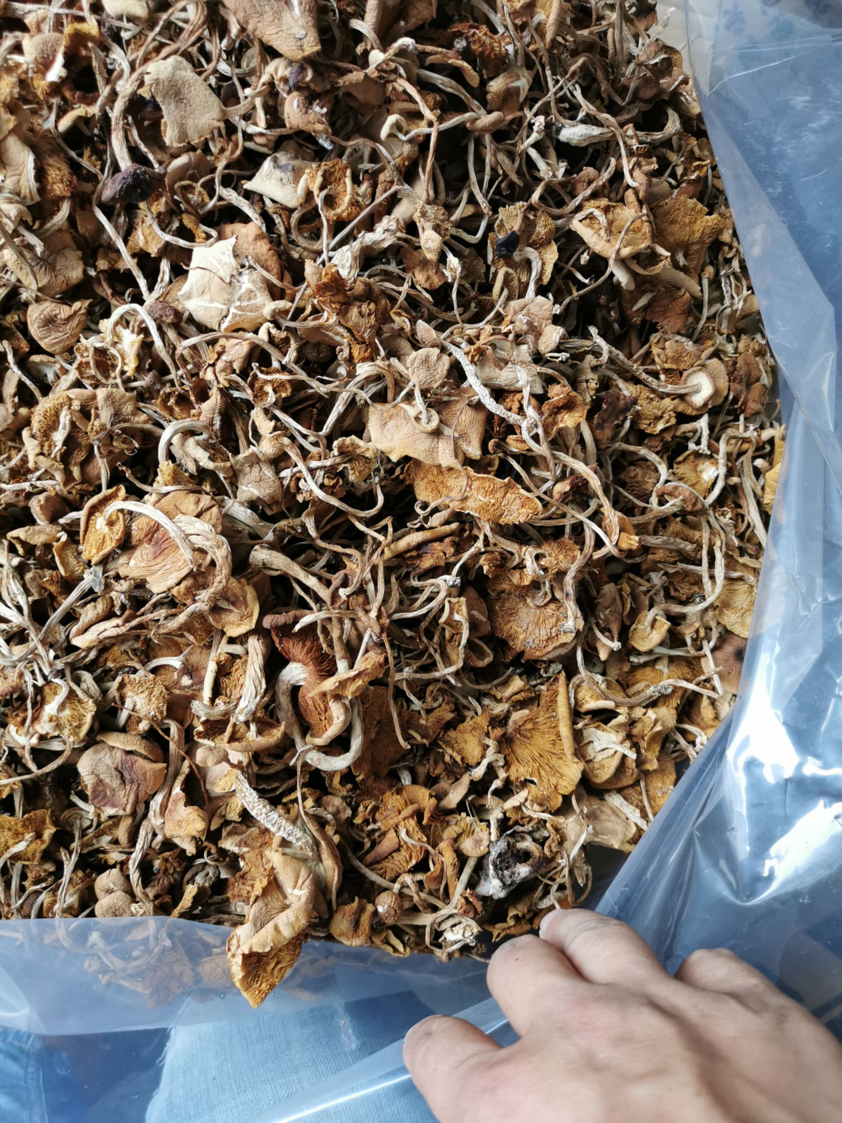 广昌5号茶树菇  广昌5号开伞菇     短炳    散装包