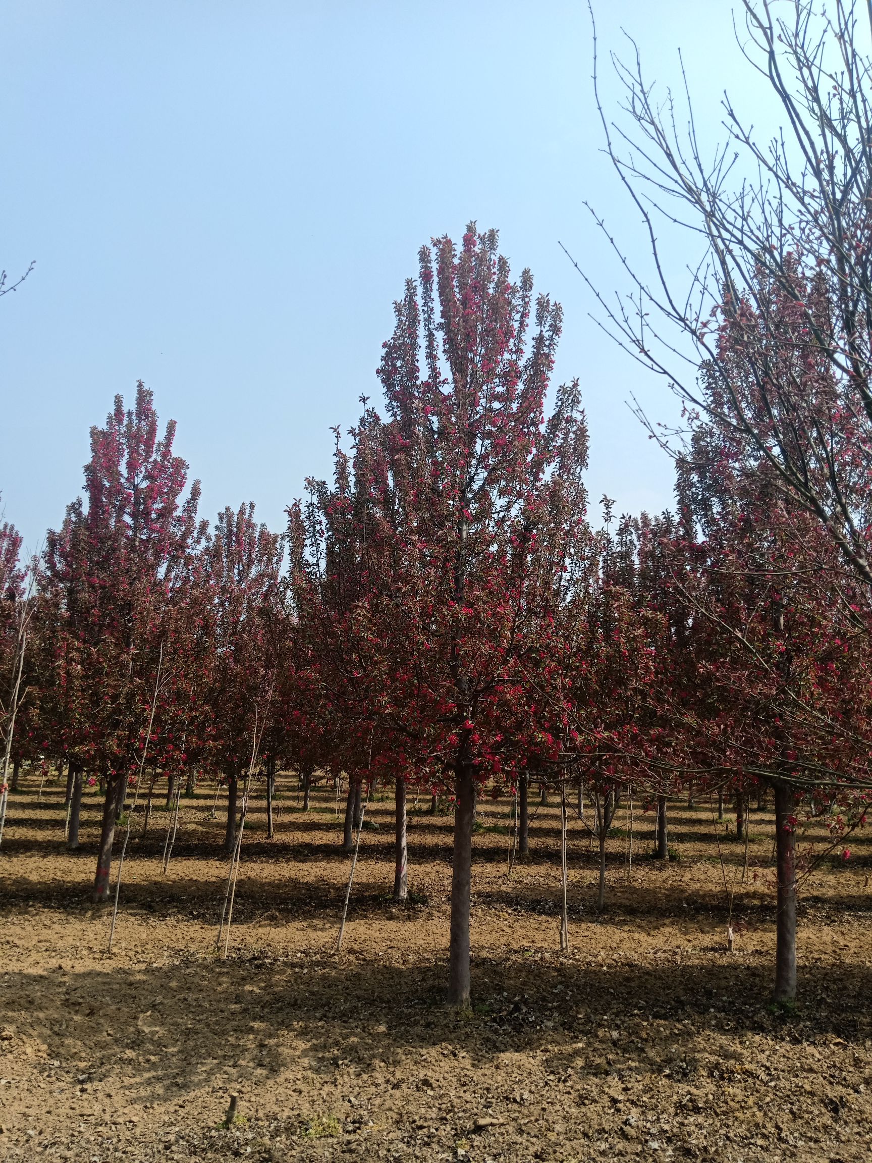 垂丝海棠  云顶园林长期供应海棠